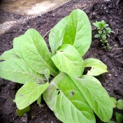 First Nations Tobacco - Planting some crops next to vegetables help vegetables grow.