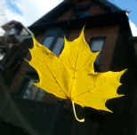 Leaf On The Windshield On A Sunday Morning.